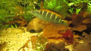 Crenicichla compressiceps im Aquarium [upl. by Latisha976]