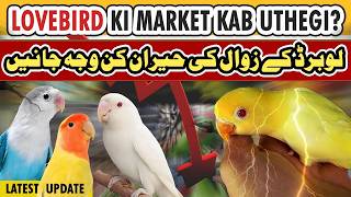 Lovebird price update 2024  lovebirds price down  love birds market rate 2024 [upl. by Custer]