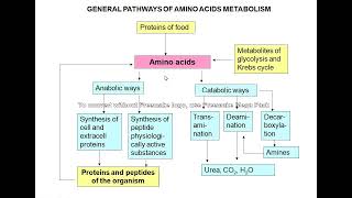 Amino acid metabolism [upl. by Aleel149]