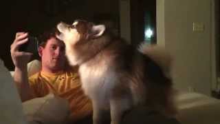 Oakley the Pomsky howling [upl. by Clary]