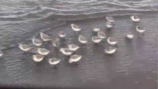 SANDERLINGS  Sandpipers in Motion  Piper  New Brunswick Canada Shore Birds [upl. by Ydnyc827]