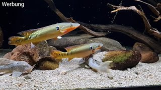 1300 Liter Südamerika Biotopaquarium mit Crenicichla zebrina L14 Sonnenwels und L75 [upl. by Anairb]