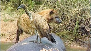 VULTURE ALERT Crocodile Ambush at African Rivers Edge [upl. by Ramas317]