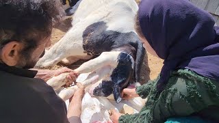 Natural Cow Birth A Valuable Experience for Nomadic Girls [upl. by Einberger]