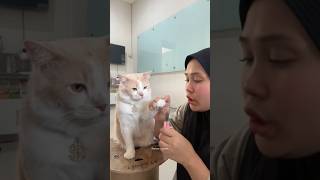 Abang pororo nurut banget ya Allah 🥰 kucingpororo catlover pororoandthegank [upl. by Esaj94]