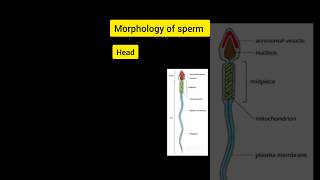 Sperm cells biology microscope [upl. by Esimorp]