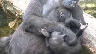 Gorillas Burgers Zoo 6 September 2014 part 11 [upl. by Hahcim]