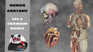 ANATOMYLEC 4 CRANIUM BONES [upl. by Ayat]