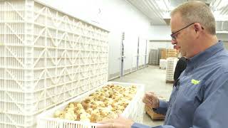 Chicken Poultry Full Hatchery Tour  Townline Hatchery in Michigan [upl. by Notyalc377]