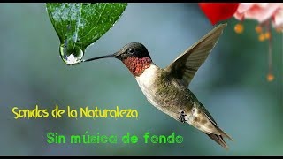 Sonidos de la Naturaleza Sin música de fondo Para Relajarse y Meditar [upl. by Hacissej]