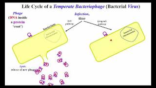 Lytic and Lysogenic Options for Temperate Bacteriophage [upl. by Arelc]