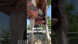 Miniature horse chestnut removal horse farrier horsecare equestrian horses satisfying asmr [upl. by Tik444]