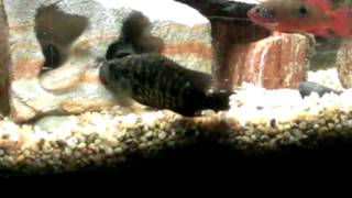 Pike and Jaguar Cichlids fighting [upl. by Euqirat]