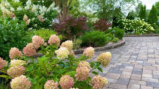 Panicle Hydrangea Garden Tour in MidAugust [upl. by Ardnauqal524]