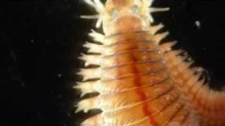 Alitta succinea Nereis polychaete [upl. by Novelc235]