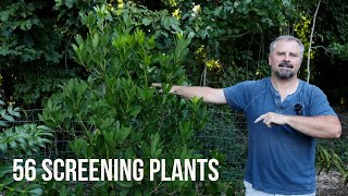 50 Plus Screening Plants  Border Corner Foundation and Hedge Plants [upl. by Nodnrb996]