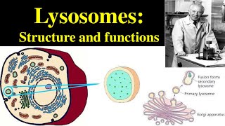 Lysosomes  Structure and Functions of lysosomes  Polymorphism in lysosomes  Primary lysosomes [upl. by Lissi]