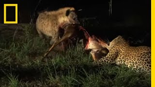 Hyenas Fight Leopard for Kill  National Geographic [upl. by Kaden40]