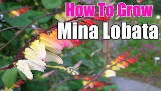 How To Grow Mina Lobata  Gardening Story [upl. by Neyu516]