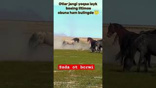 otlar jangi 3 qism yana quyaymi vedio sevishganlarsuhbati horse [upl. by Labors]