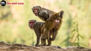 Top 6 Animals with the most crazy Mating  wild animals  ATP Earth [upl. by Assilaj]