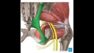 iliofemoral ligament [upl. by Corry]