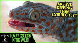 TOKAY GECKOS IN THE WILD are we keeping them correctly  Adventures in THAILAND 2020 [upl. by Jerusalem999]