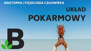 Układ POKARMOWY budowa i funkcje układu pokarmowego u człowieka  KOREPETYCJE z BIOLOGII  243 [upl. by Harms]