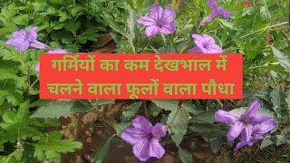 How to grow and care Ruellia plantMexican Petunia plant growing and caring tips [upl. by Killion]