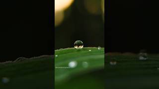 Macro Photography Using Smartphone 🤯🔥 photography shorts youtubeshorts [upl. by Brinson432]