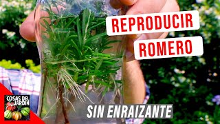 COMO REPRODUCIR ROMERO FACIL EN AGUA 🌿 ENRAIZA AL TOQUE [upl. by Ominorej]