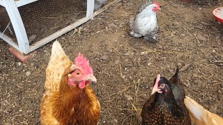 Back Yard Chickens  Clucking Eating amp Dust Bathing 🐔 chickens backyardchickens [upl. by Sonja]