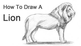 How to Draw a Lion [upl. by Goldwin]