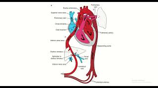 Explanatory figure fetal circulation in Bangla as per BMDC curriculum 2021 [upl. by Kristy]