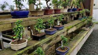 My new Mini Schefflera Bonsai from Bonsai by dori in Cottondale Florida [upl. by Wadsworth]