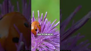 TOP 5 Curiosités Sur La Coccinelle 🐞 [upl. by Irmgard]