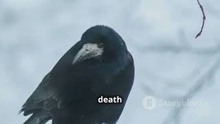 Why is a Flock of Crows called a quotMurderquot [upl. by Stouffer136]