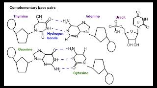 Nucleotides OCR A ALevel Biology Revision Module 213 Nucleotides and nucleic acids [upl. by Lain]