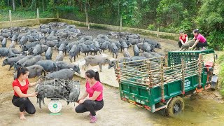 Harvesting Many Pigs From Pig Farm Goes To Sell  Use Truck To Transport Many Pigs Daily Farm [upl. by Bosson]