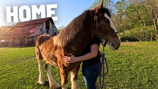 Abandoned Clydesdale Filly’s FIRST DAY HOME [upl. by Talanian103]