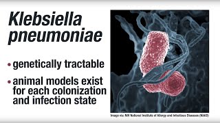 Research Risk factors for clinical infection with the bacterium Klebsiella pneumoniae [upl. by Akiam]