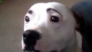 Funny Dogs With Eyebrows [upl. by Eltsirk]