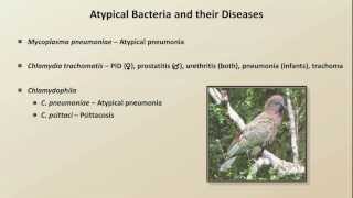 Antibiotics for Atypical Infections Antibiotics  Lecture 7 [upl. by Coltun]