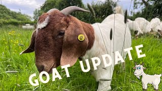 Update on my Boer Goats  Hoof Treatment for Laminitis [upl. by Nyrhtak201]