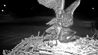 Iris Attacked By Great Horned Owl on Hellgate Osprey Cam  May 21 2024 [upl. by Tadio880]