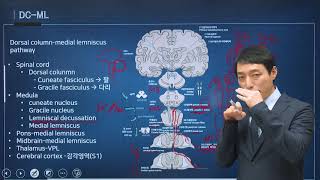 신경과학신경해부학 37강 척수로 spinal tract [upl. by Convery]