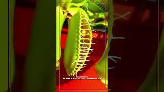 Dionaea muscipula en action [upl. by Mathias]