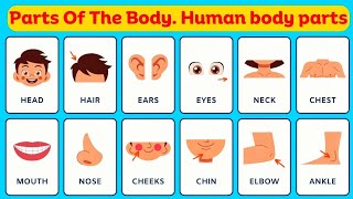 Parts Of The Body Human body Organs in the body Body parts name Human body parts [upl. by Correy]