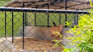 CENTRAL ZOO OF NEPAL  BLOGS  ANIMAL IN JUNGLE  FUNNY MOMENTS  DOCUMENTARY [upl. by Nyleahs]