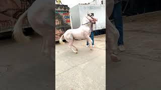 reels horse horesdance horselover youtube subscribe support reelsvideo viralshort video [upl. by Ferdinanda795]